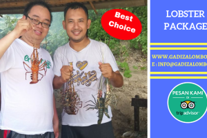 Paket Wisata Lobster di Lombok (Special Live Lobster Show)