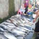 Berburu Ikan Segar di Pelelangan Pasar Kebon Roek Lombok